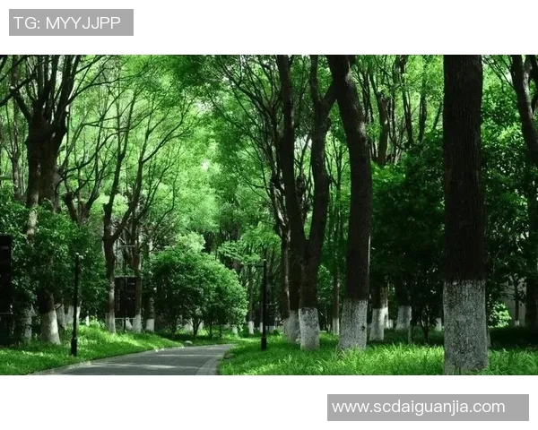 绿色森林与斯文登的生态对比与文化碰撞探讨